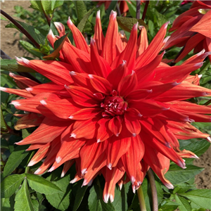 Dahlia Tuber 'Color Spectacle' Pre-pack